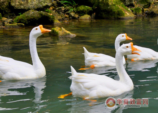 养鹅的利润前景和优势